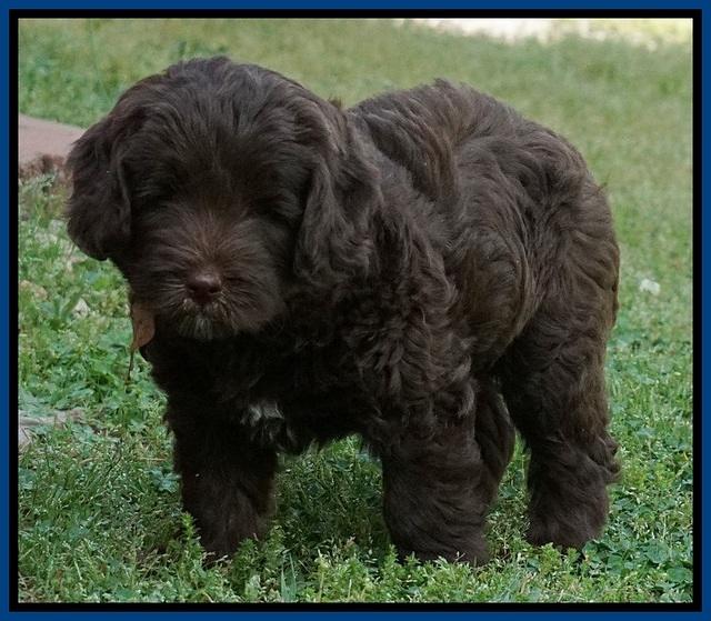 Fanny Deacon pups 7 wks old 71