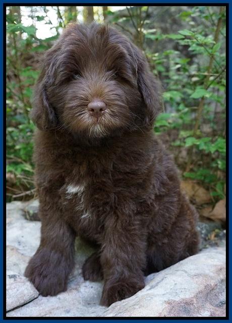 Fanny Deacon pups 8 weeks old 151