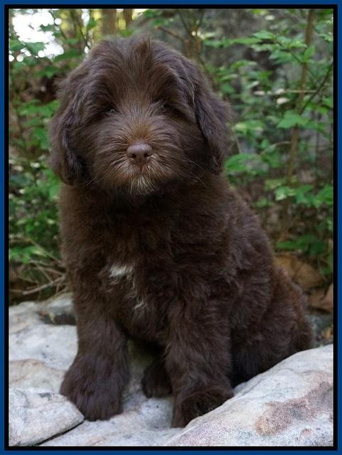 Fanny Deacon pups 8 weeks old 161