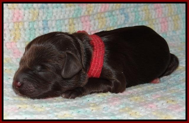 Fanny Deacon newborn 101