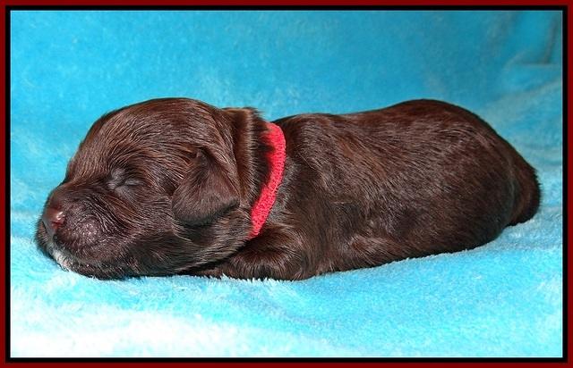 Fanny Deacon pups 1 week old 121