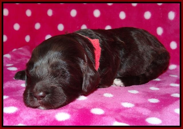 Fanny Deacon pups 2 wks old 51