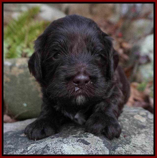 Fanny Deacon pups 3 wks old 91
