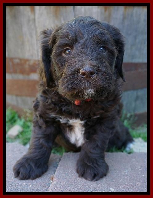 Fanny Deacon pups 5 wks old 71