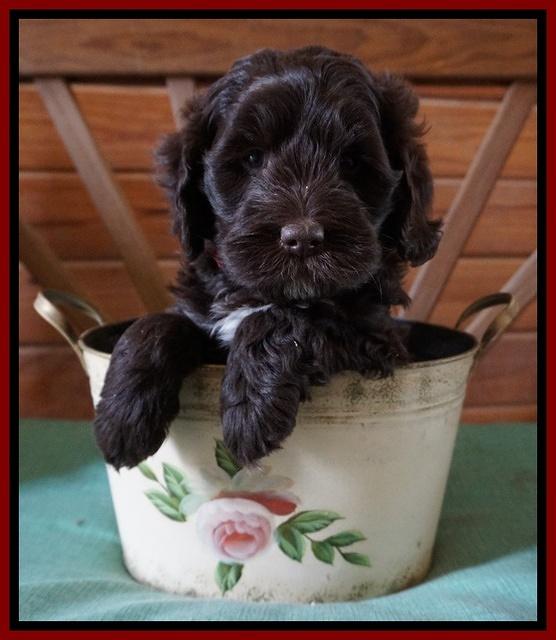 Fanny Deacon pups 6 wks old 81