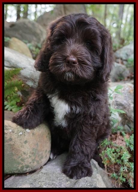 Fanny Descon pups 8 wks old 2202