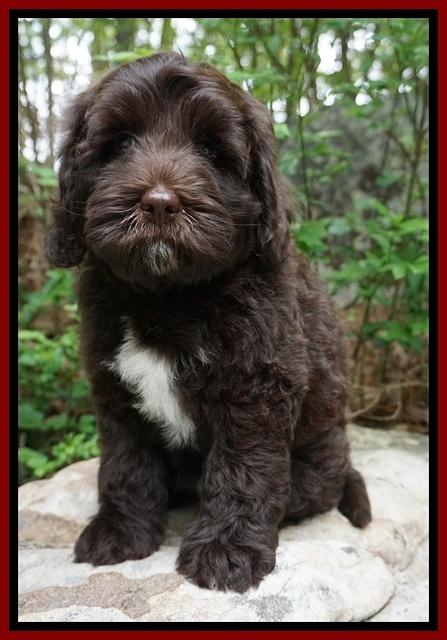 Fanny Descon pups 8 wks old 4202