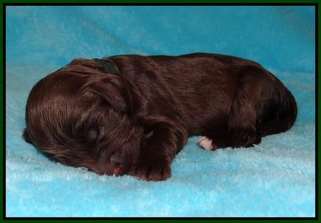 Fanny Deacon pups 1 week old 151