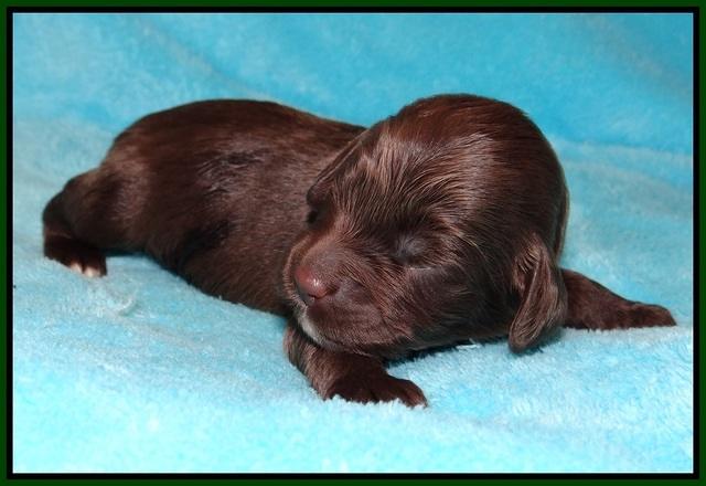 Fanny Deacon pups 1 week old 171