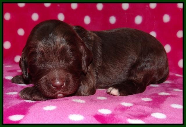 Fanny Deacon pups 2 wks old 91
