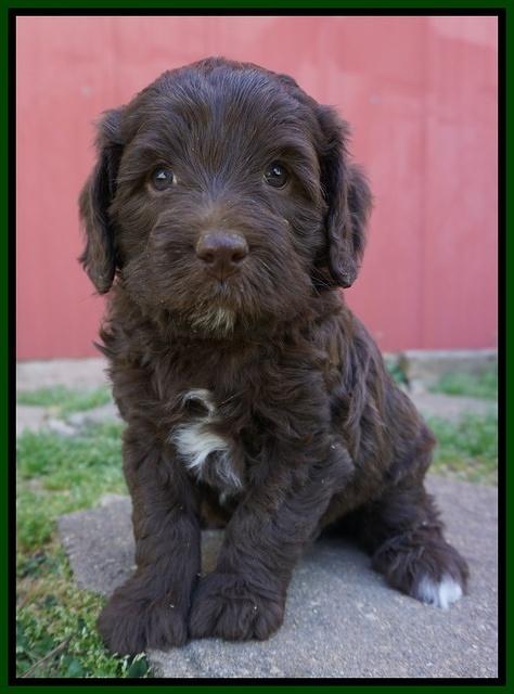 Fanny Deacon pups 5 wks old 221