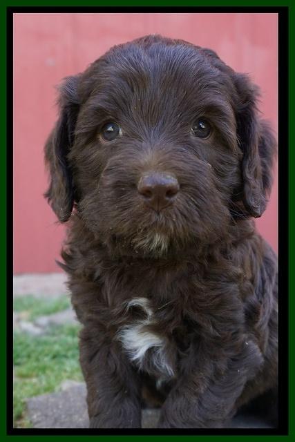 Fanny Deacon pups 5 wks old 231