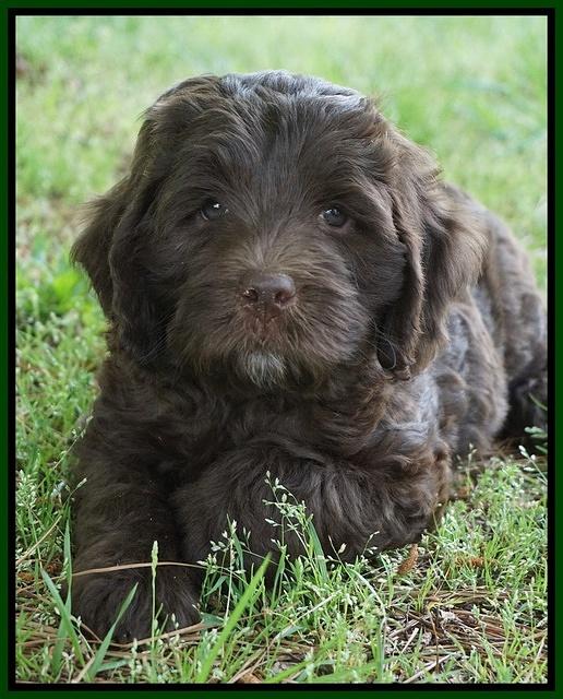 Fanny Deacon pups 7 wks old 181