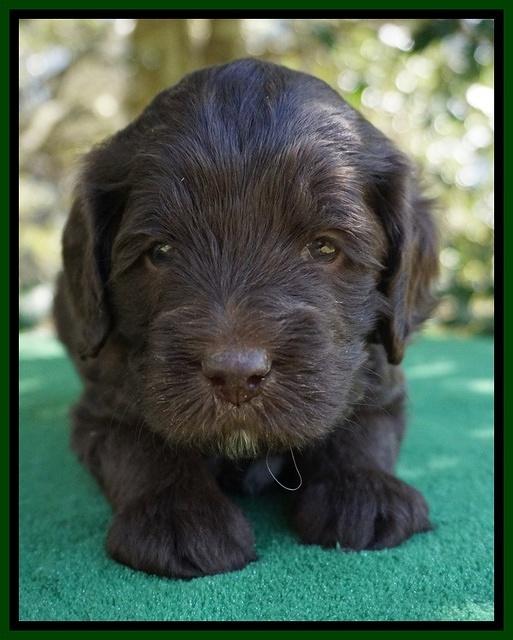 fanny Deacon pups 4 wks old 161
