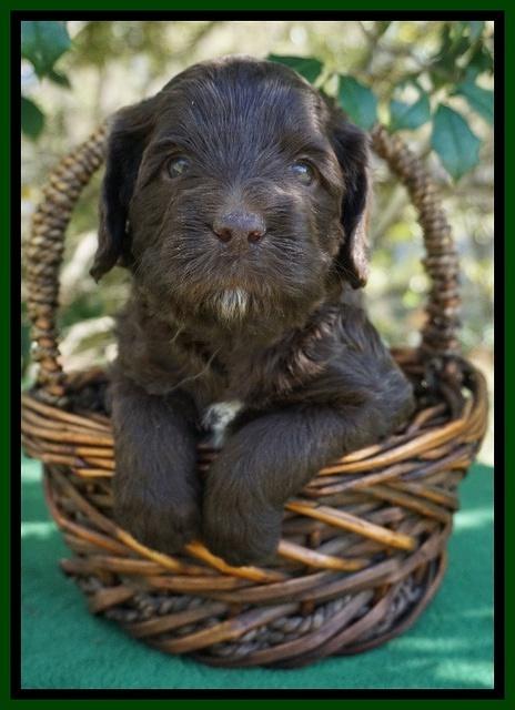 fanny Deacon pups 4 wks old 181