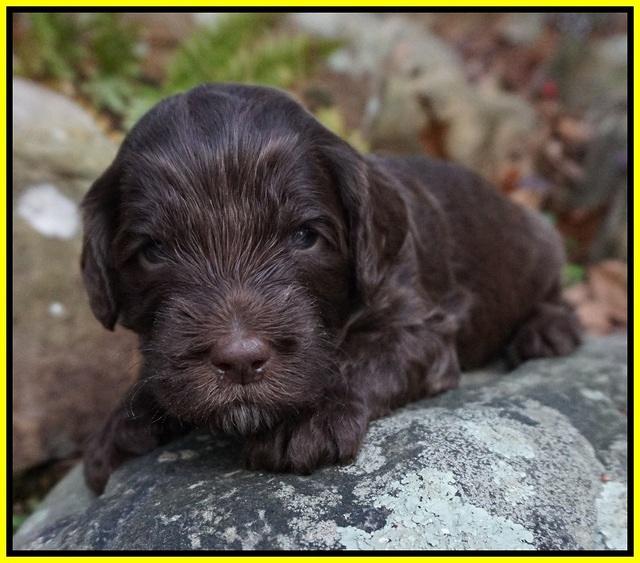 Fanny Deacon pups 3 wks old 111