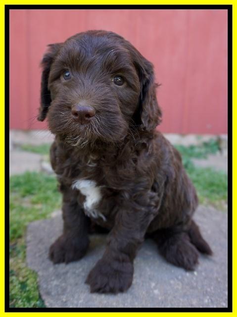Fanny Deacon pups 5 wks old 111