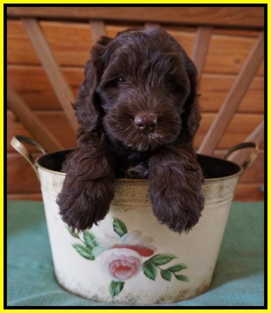 Fanny Deacon pups 6 wks old 151