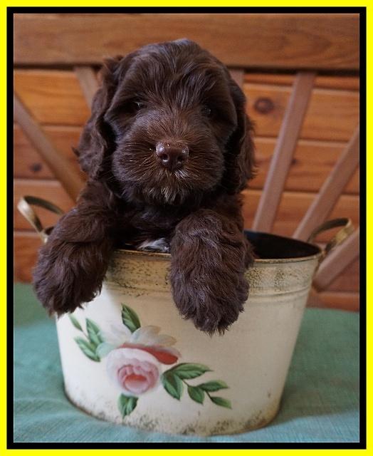 Fanny Deacon pups 6 wks old 161
