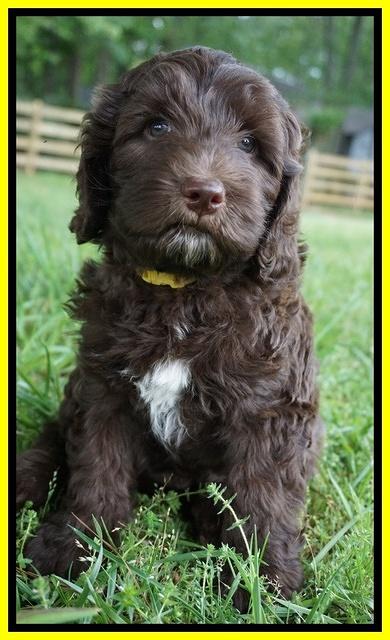 Fanny Deacon pups 7 wks old 221