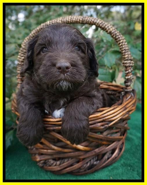 fanny Deacon pups 4 wks old 121