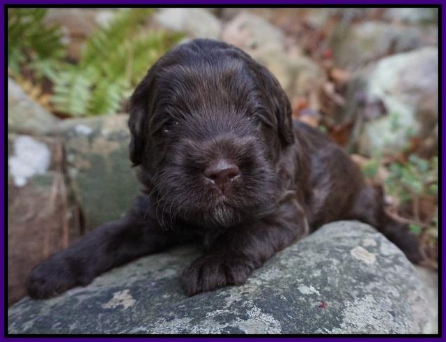 Fanny Deacon pups 3 wks old 171