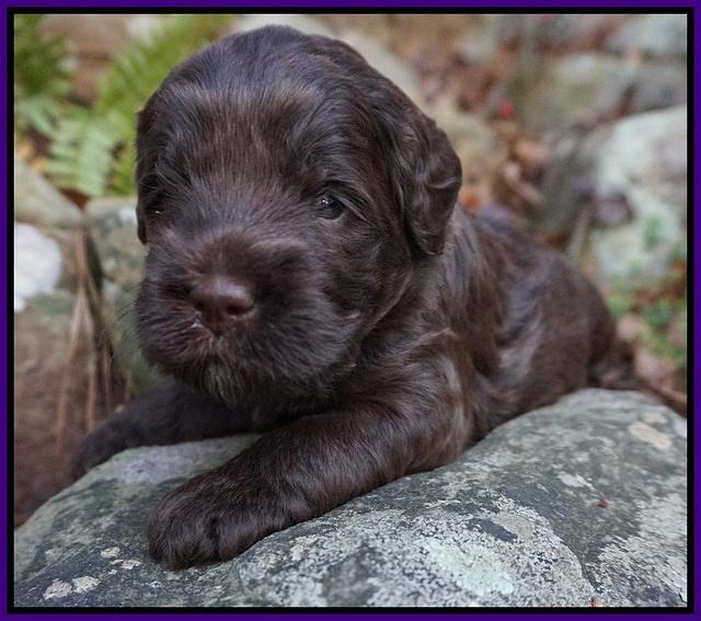 Fanny Deacon pups 3 wks old 181