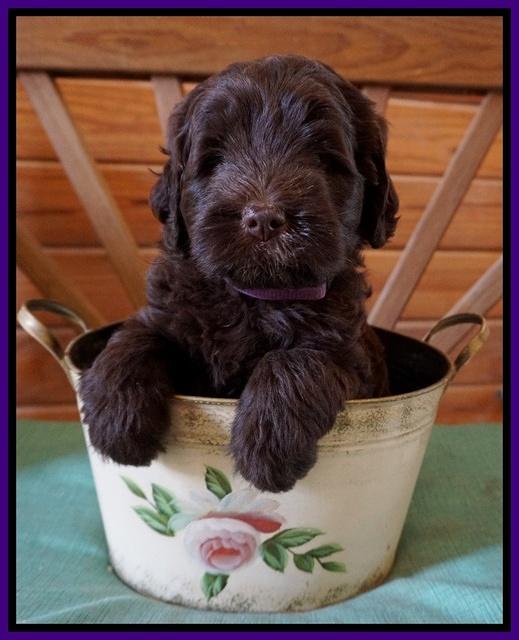Fanny Deacon pups 6 wks old 191