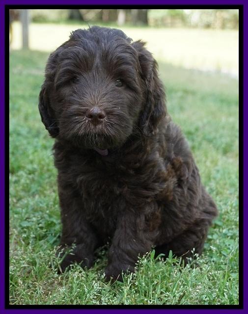 Fanny Deacon pups 7 wks old 241