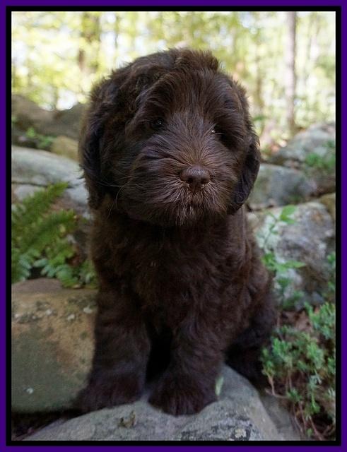 Fanny Deacon pups 8 weeks old 101