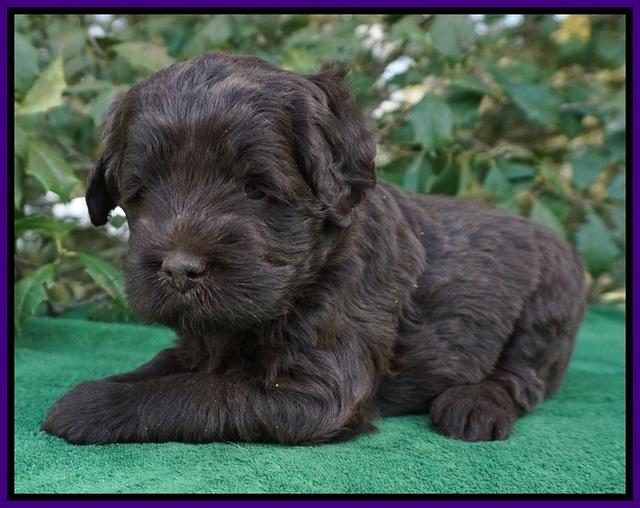 fanny Deacon pups 4 wks old 231
