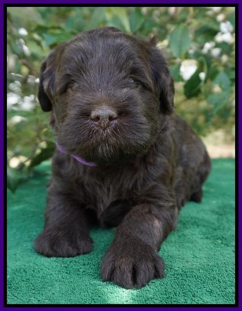 fanny Deacon pups 4 wks old 241
