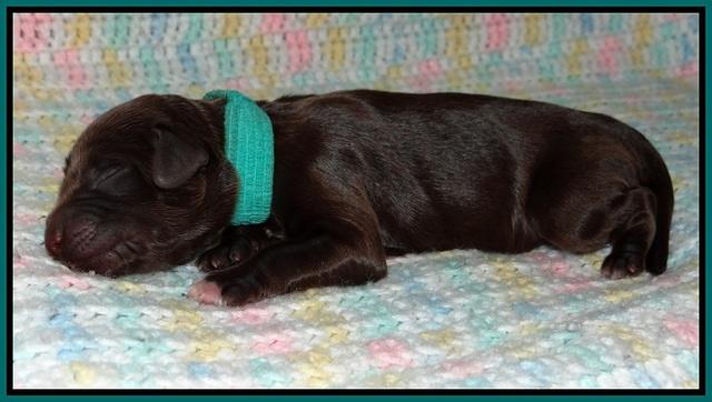 Fanny Deacon newborn 61