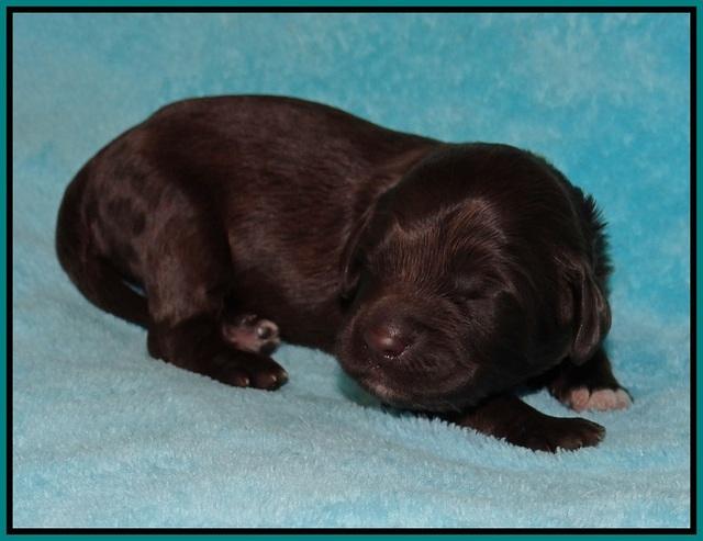 Fanny Deacon pups 1 week old 251