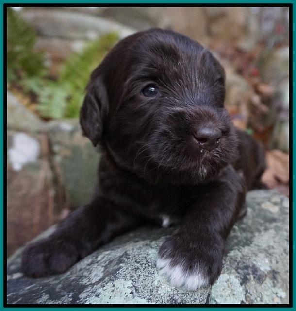 Fanny Deacon pups 3 wks old 211