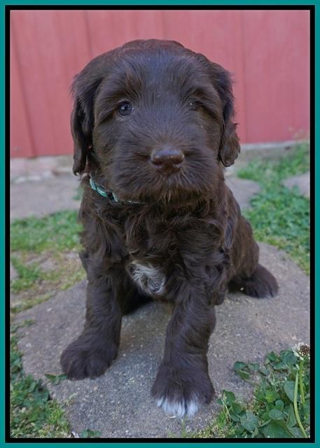 Fanny Deacon pups 5 wks old 141