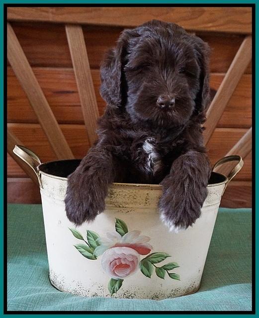 Fanny Deacon pups 6 wks old 201