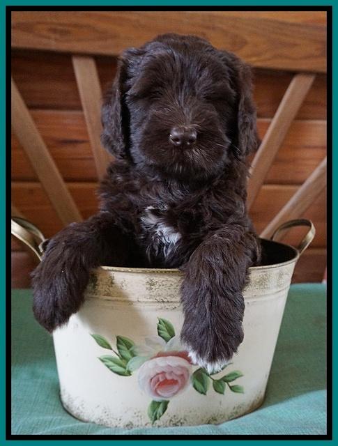 Fanny Deacon pups 6 wks old 211