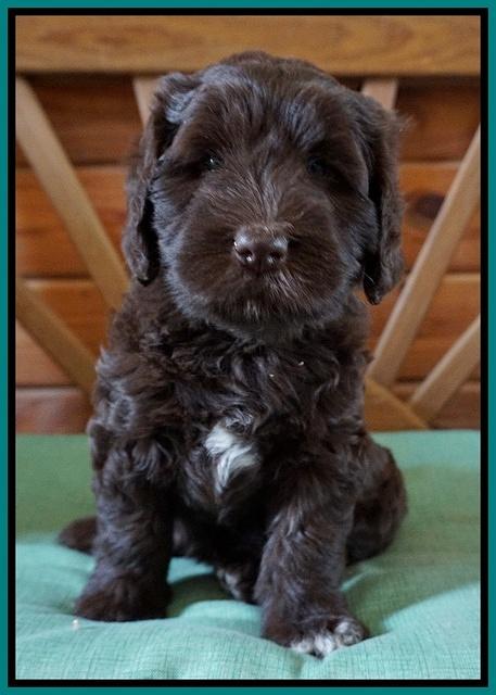 Fanny Deacon pups 6 wks old 231