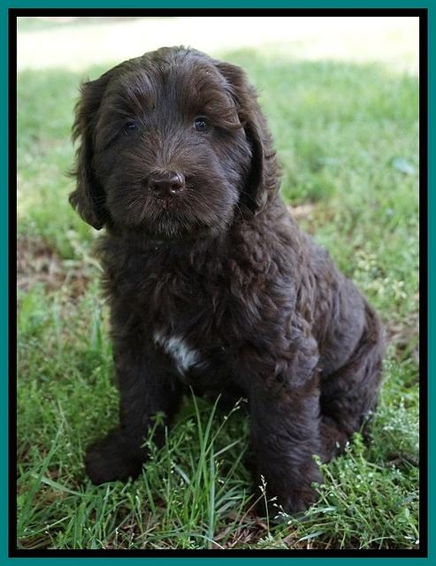 Fanny Deacon pups 7 wks old 281