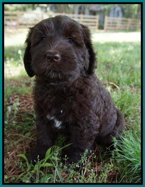 Fanny Deacon pups 7 wks old 291