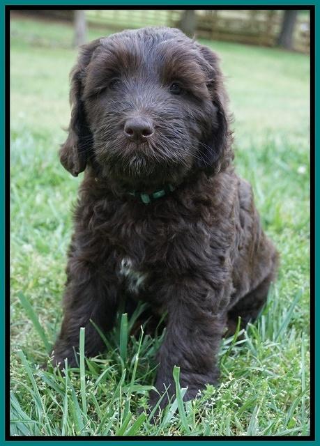 Fanny Deacon pups 7 wks old 301