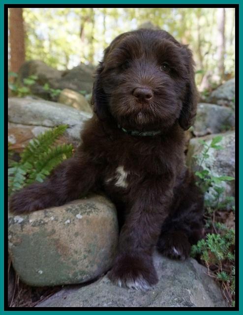 Fanny Deacon pups 8 weeks old 41