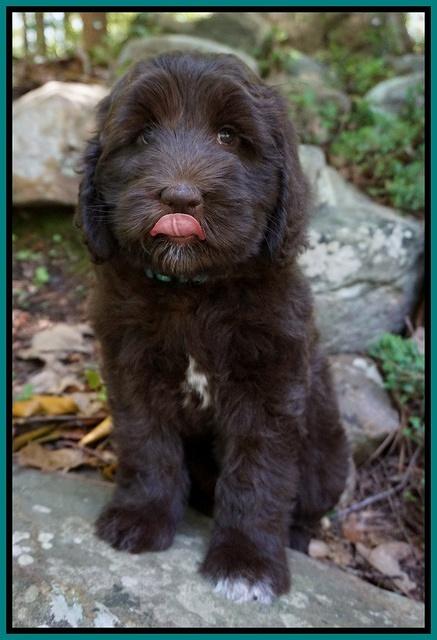 Fanny Deacon pups 8 weeks old 61
