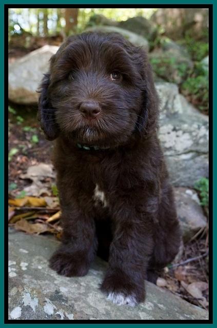 Fanny Deacon pups 8 weeks old 71