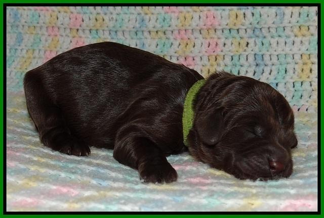 Fanny Deacon newborn 71