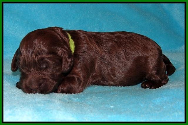 Fanny Deacon pups 1 week old 271
