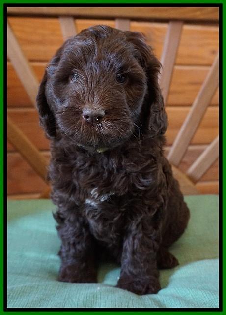 Fanny Deacon pups 6 wks old 271
