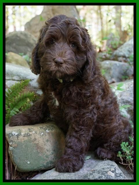 Fanny Deacon pups 8 weeks old 11