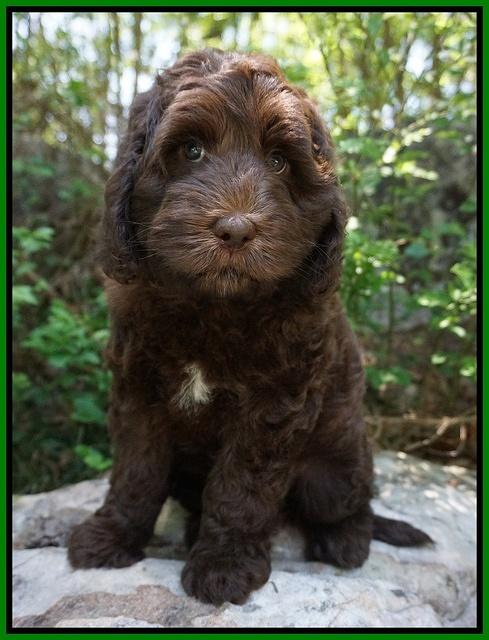 Fanny Deacon pups 8 weeks old 31